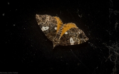 Chrysolarentia phaedra