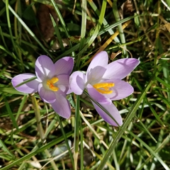 Crocus tommasinianus