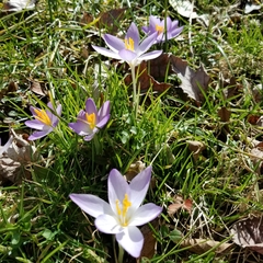 Crocus tommasinianus
