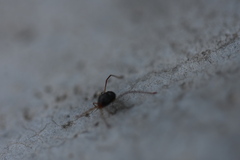 Erythraeoidea