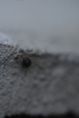 Erythraeoidea