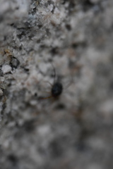 Erythraeoidea