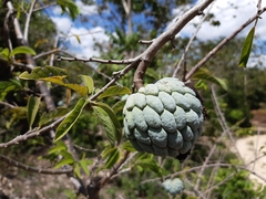Annona squamosa