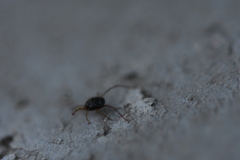 Erythraeoidea
