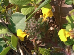 Ajuga chamaepitys chia