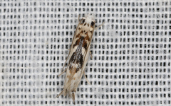 Erechthias mystacinella