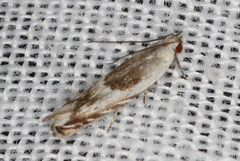 Tritadelpha microptila