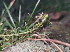 Capsella bursa-pastoris