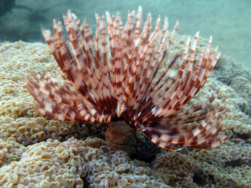 Sabellastarte spectabilis in life