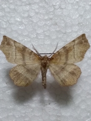 Selenia dentaria