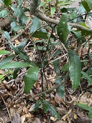 Duguetia sessilis