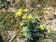 Heterotheca grandiflora