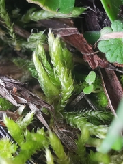 Brachythecium albicans