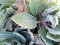 Heterotheca grandiflora