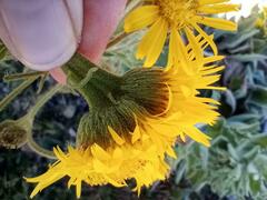 Heterotheca grandiflora