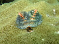 Spirobranchus corniculatus