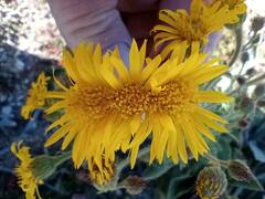 Heterotheca grandiflora