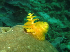 Spirobranchus corniculatus