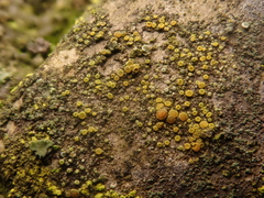 Candelariella aurella