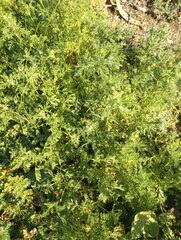 Oncosiphon pilulifer