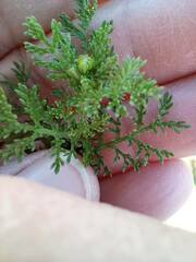 Oncosiphon pilulifer