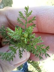 Oncosiphon pilulifer