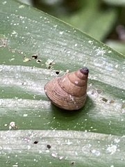 Pseudoxychona spiritualis