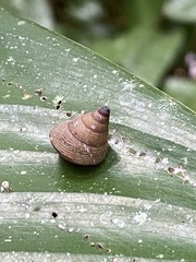 Pseudoxychona spiritualis