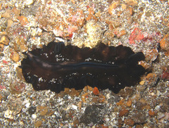 Tytthosoceros nocturnus