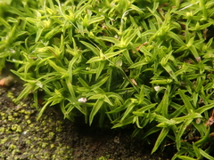Bryoerythrophyllum recurvirostrum