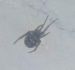 Steatoda triangulosa
