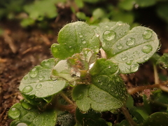 Veronica hederifolia-sublobata-triloba