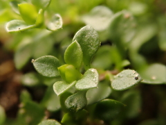 Arenaria serpyllifolia
