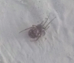Steatoda triangulosa