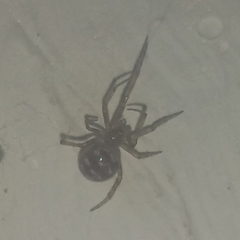 Steatoda triangulosa