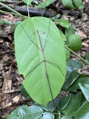 Exocnophila