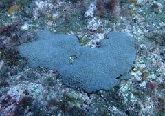 Palythoa