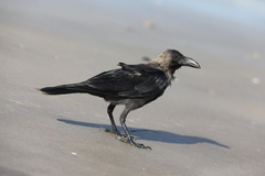 Corvus splendens