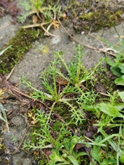 Matricaria discoidea