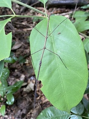 Exocnophila
