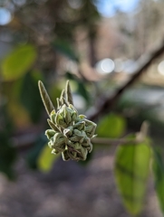 Viburnum rhytidophyllum