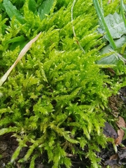 Brachythecium albicans