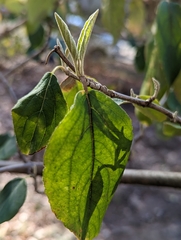 Viburnum rhytidophyllum