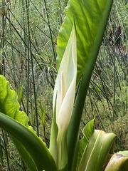 Typhonodorum lindleyanum