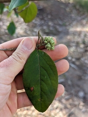 Viburnum rhytidophyllum