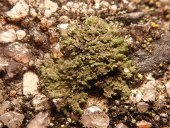 Phaeophyscia nigricans