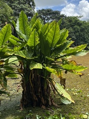 Typhonodorum lindleyanum