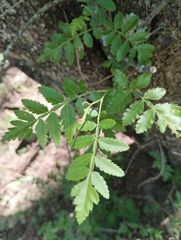Athyana weinmanniifolia