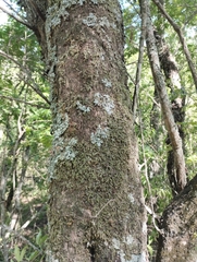 Athyana weinmanniifolia