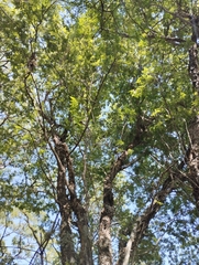 Athyana weinmanniifolia